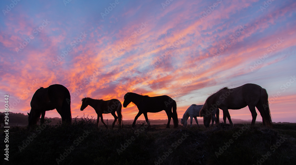 Icelandic horses in the field during sunset, scenic nature landscape of Iceland, Europe