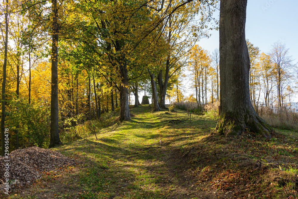 Naklejka premium Natures beauty with high rise trees sunlight effect down from trees to earth giving perfect look of forest best to spend some lonely time within this amazing natures beauty.