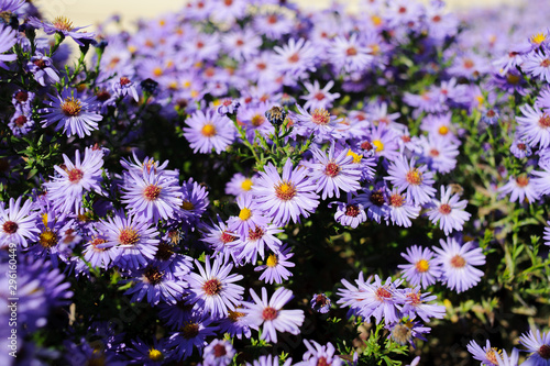 Aster shrub small purple autumn flowers in large numbers, flowering Bush for background