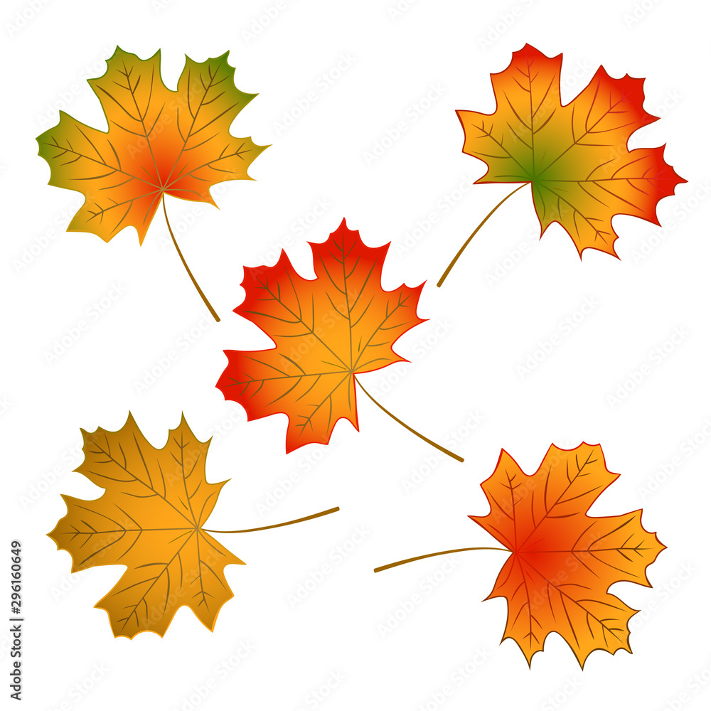 Obraz premium Maple leaf