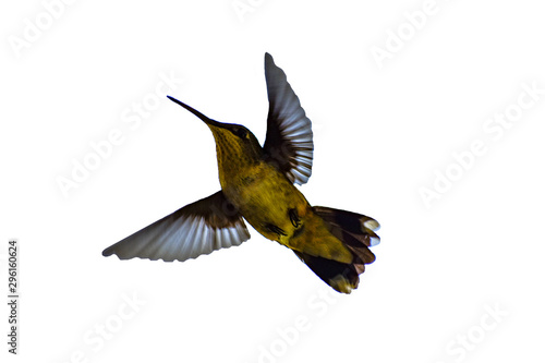 Humming bird cutout with white background