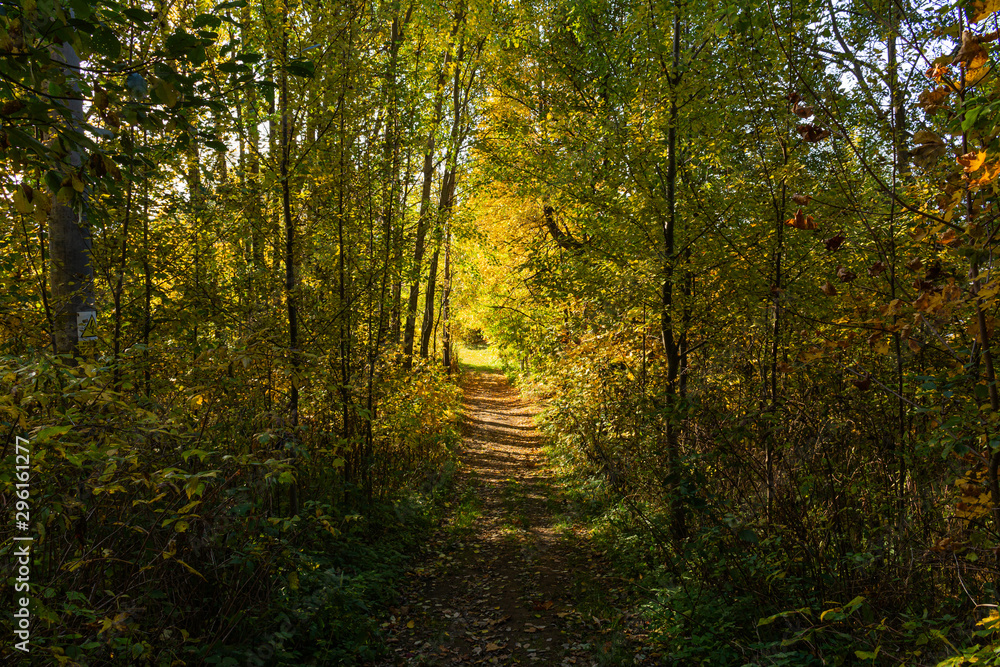 Magical tunnel and pathway through a thick forest glowing by sunlight. The path framed by bushes. Dramatic and gorgeous scene.