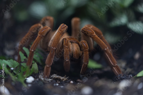 Schilderij op canvas the Goliath bird-eating spider, The Goliath birdeater