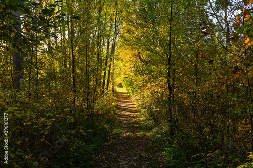 Magical tunnel and pathway through a thick forest glowing by sunlight. The path framed by bushes. Dramatic and gorgeous scene.