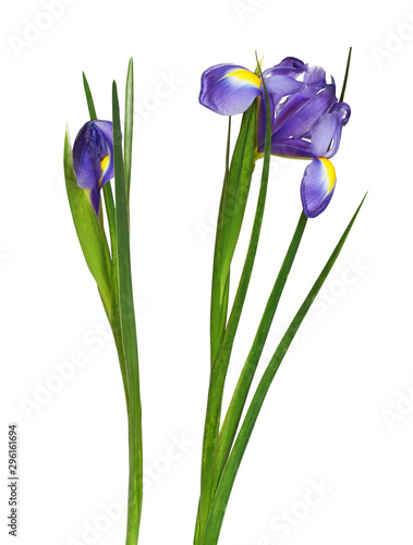 Set of purple iris flower and bud