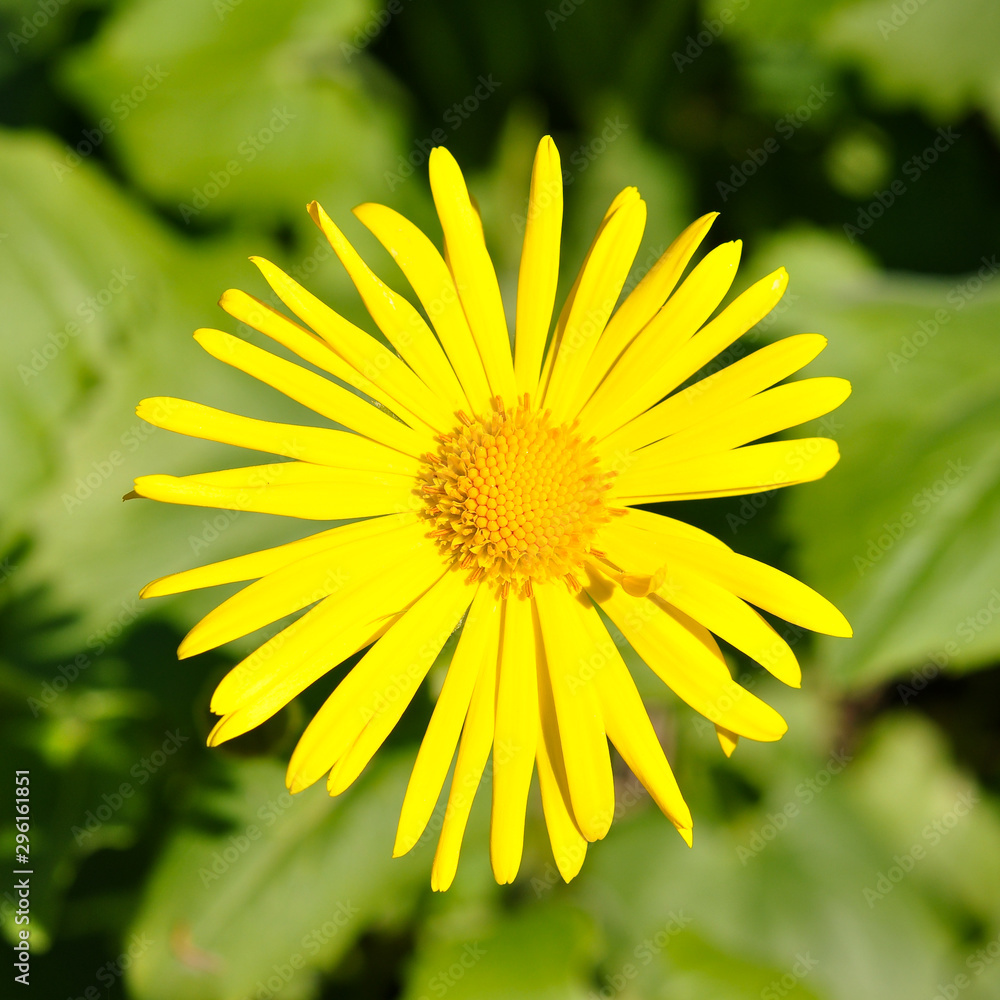 Fototapeta premium yellow flower