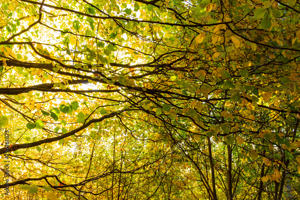 New leaf and sun ray. Summer nature. Sunlight in trees of green forest New leaf and sun ray. Summer nature. Sunlight in trees of green forest