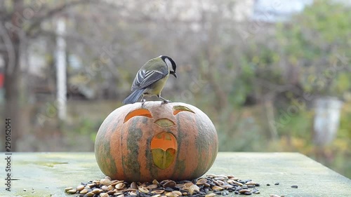 Halloween glowing pumpkin and birds in the feeder