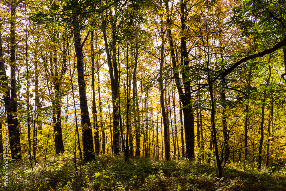 New leaf and sun ray. Summer nature. Sunlight in trees of green forest