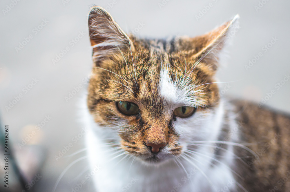 Offended upset cat in peach tones portrait on the asphalt background