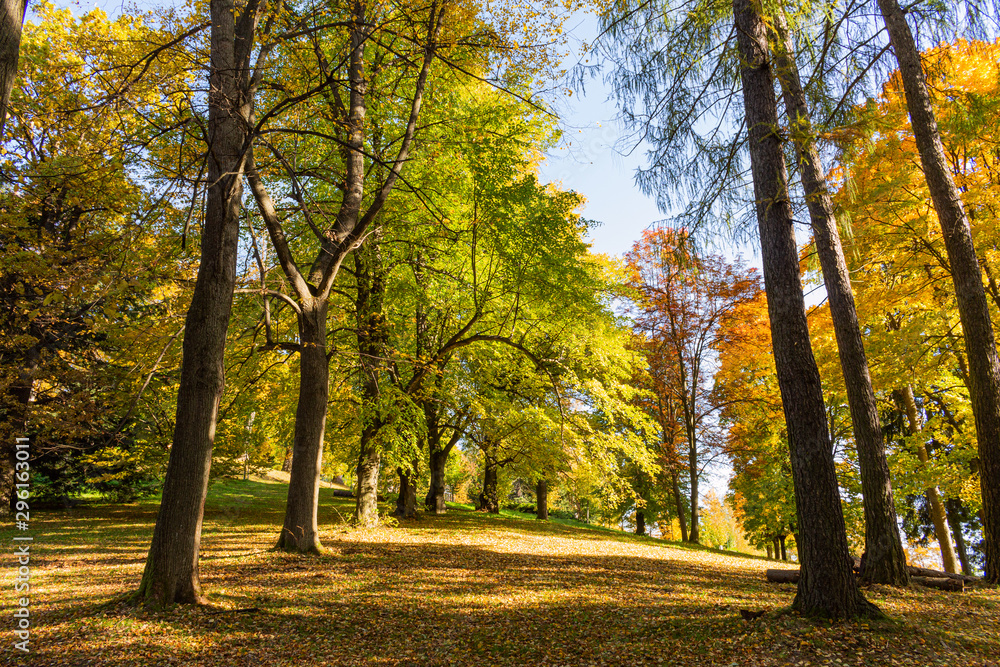 Naklejka premium New leaf and sun ray. Summer nature. Sunlight in trees of green forest