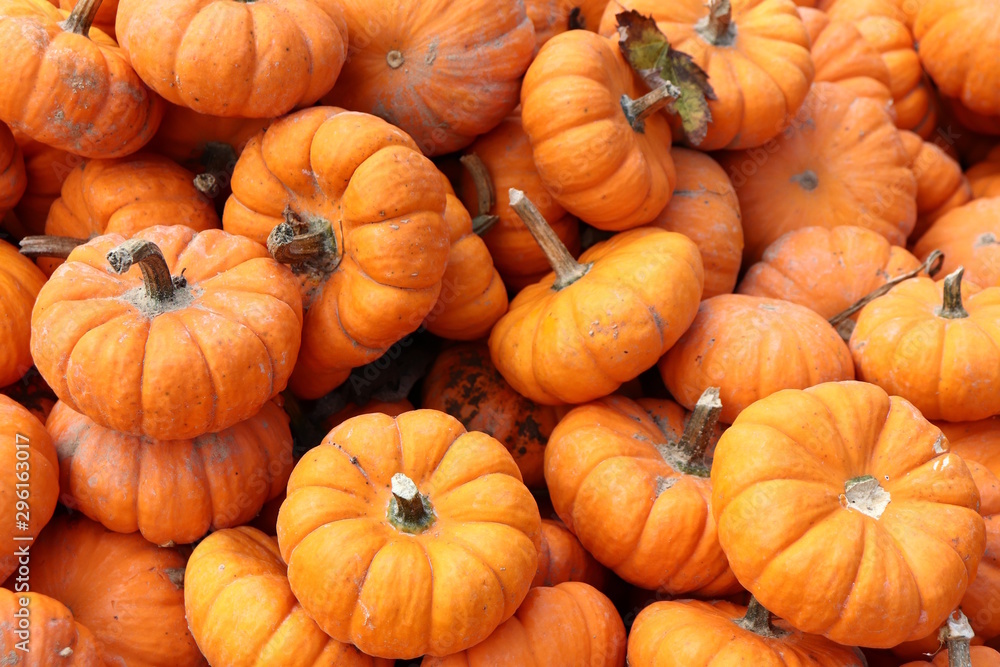 Autumn Gourds for Sale Autumn Gourds for Sale
