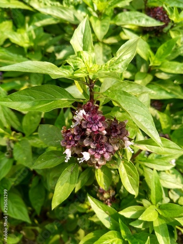 flower in garden