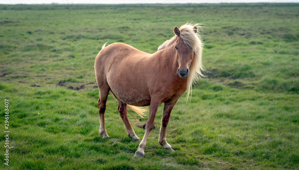 Fototapeta premium Icelandic horse on a green field