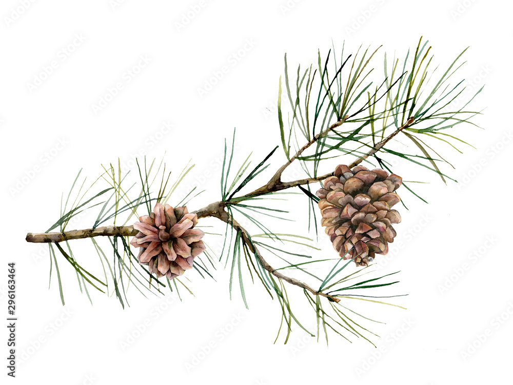 Watercolor botanical set with pine branches and cones. Hand painted winter holiday plants isolated on white background. Floral illustration for design, print, fabric or background. - obrazy, fototapety, plakaty 