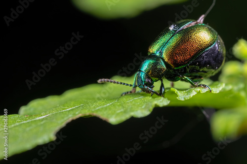 green beetle on leaf