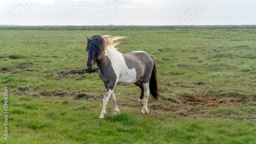 Icelandic horse with long hair galloping on a green field