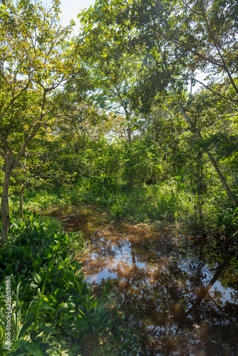 Fototapeta Naklejka Na Ścianę i Meble -  Wetland with clear water surrounded by tropical vegetation. Colombia.