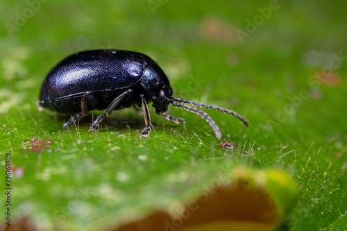 Alder Leaf Beetle © chrisjatkinson