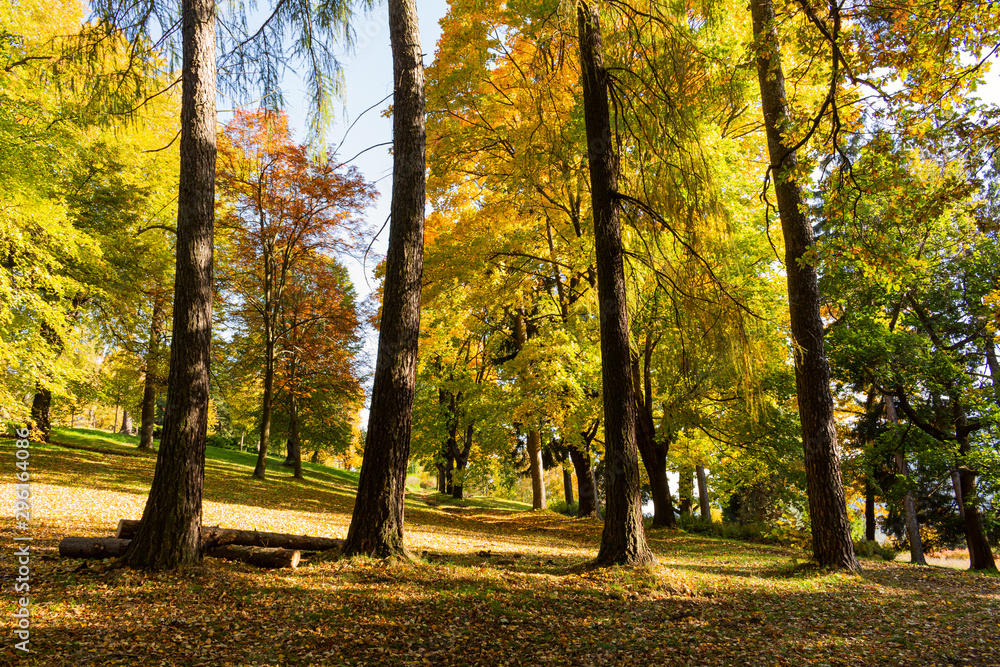 Naklejka premium New leaf and sun ray. Summer nature. Sunlight in trees of green forest