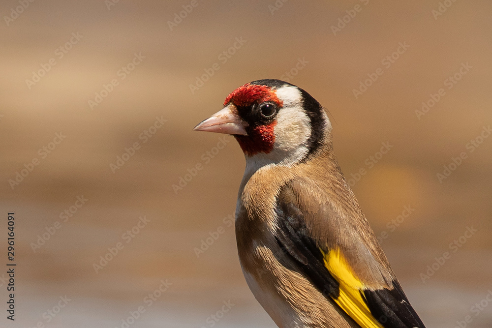 Obraz premium Beautiful portrait of a goldfinch