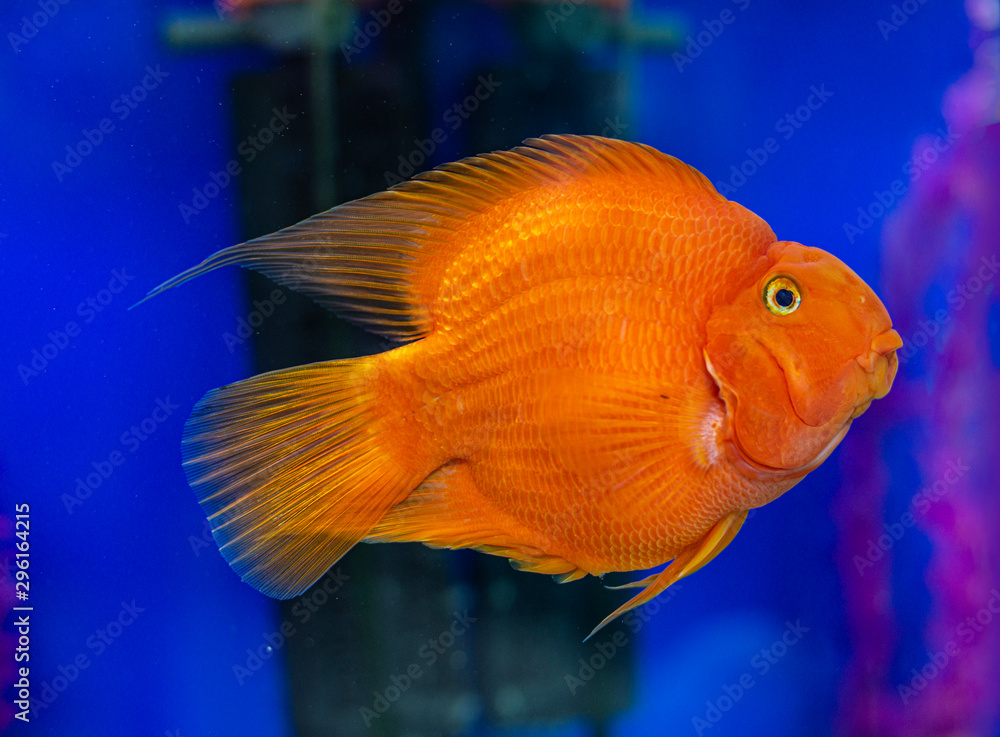 Beautiful bright orange red parrot close up cichlid in an aquarium Beautiful bright orange red parrot close up cichlid in an aquarium
