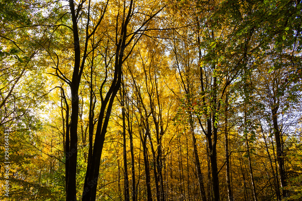 Obraz premium New leaf and sun ray. Summer nature. Sunlight in trees of green forest