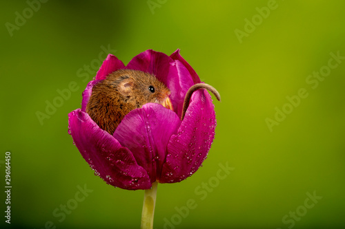 Mouse Sleeping in a Tulip Flower photo