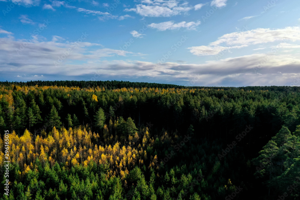 Horizontal panorama of aeyral forest. Trees in the forest aerial. Horizontal panorama of aeyral forest. Trees in the forest aerial.