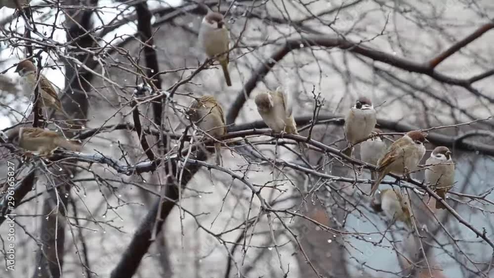 Sparrows rest in autumn on a tree. Bare branches and wind Sparrows rest in autumn on a tree. Bare branches and wind