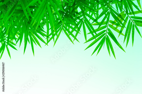 background with bamboo