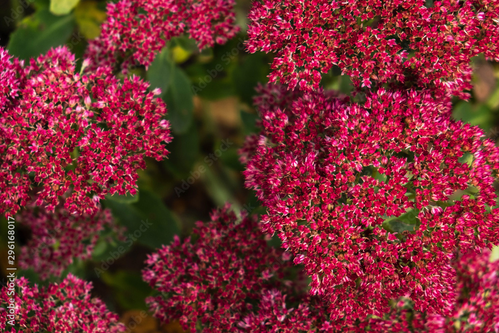Obraz premium background of small pink flowers on the bushes