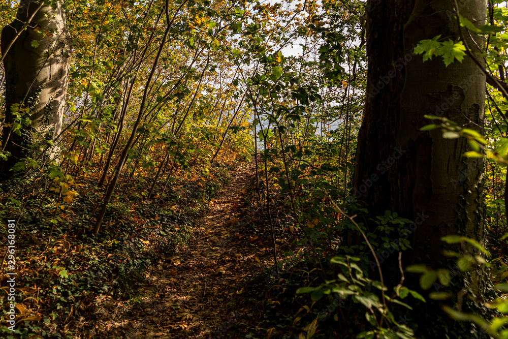 Waldweg an der Steilküste - Nordperd Göhren Rügen Waldweg an der Steilküste - Nordperd Göhren Rügen