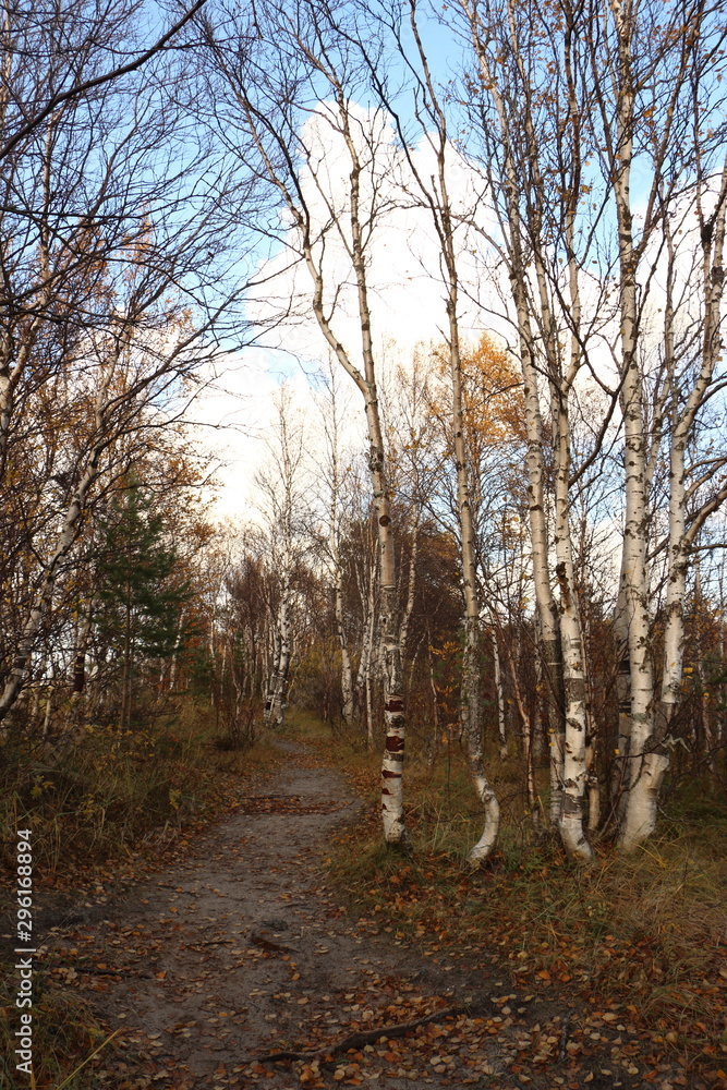 walk, travel, Nordic walking, Jogging, healthy lifestyle walk, travel, Nordic walking, Jogging, healthy lifestyle