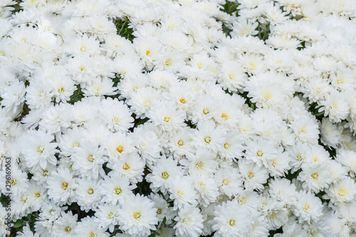 white chrysanthemum background,  full frame photo