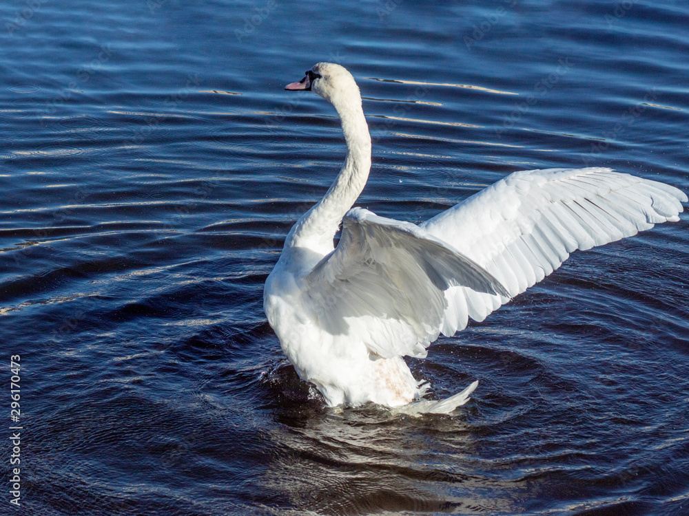 Obraz premium łabędź