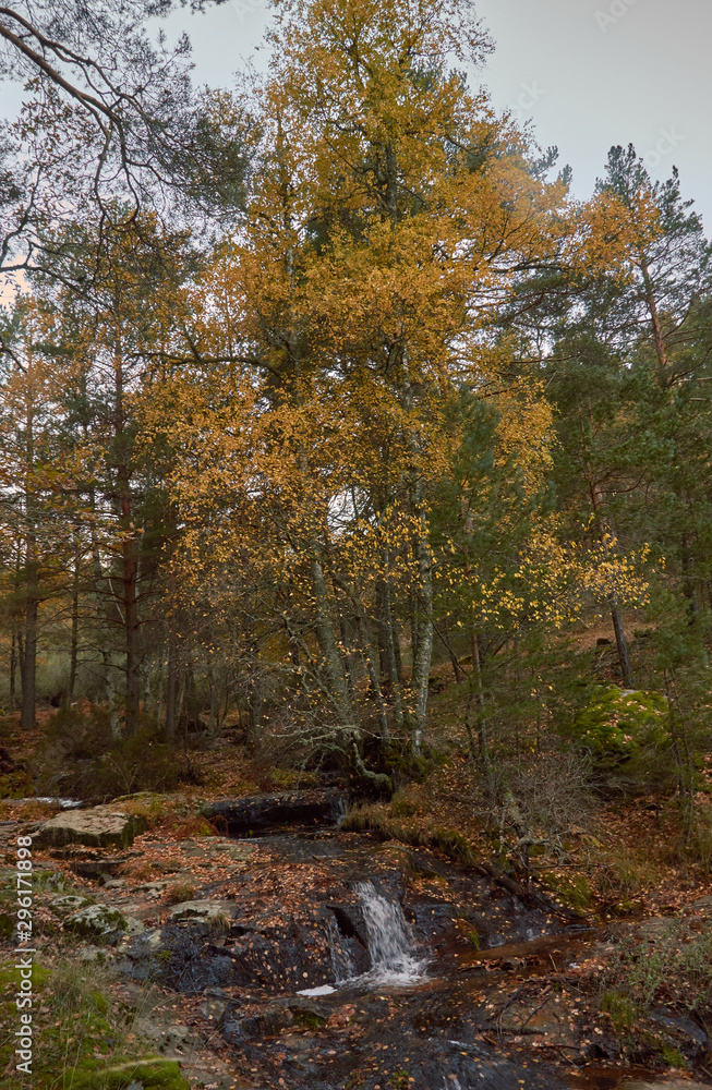 Fototapeta premium Cae el otoño en el arroyo del Sestil del Maíllo en el Parque Nacional de Guadarrama. Comunidad de Madrid. España