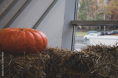 pumpkins on the field