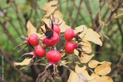 red berries of viburnum on a branch
