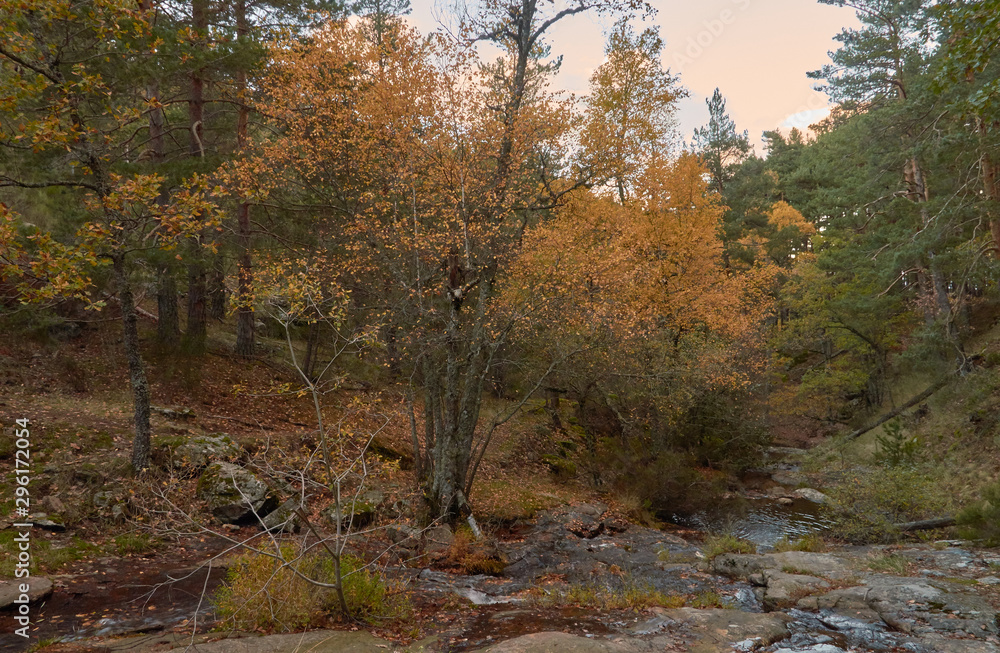 Cae el otoño en el arroyo del Sestil del Maíllo en el Parque Nacional de Guadarrama. Comunidad de Madrid. España