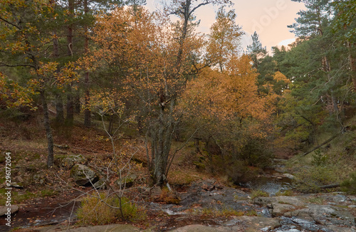 Cae el otoño en el arroyo del Sestil del Maíllo en el Parque Nacional de Guadarrama. Comunidad de Madrid. España