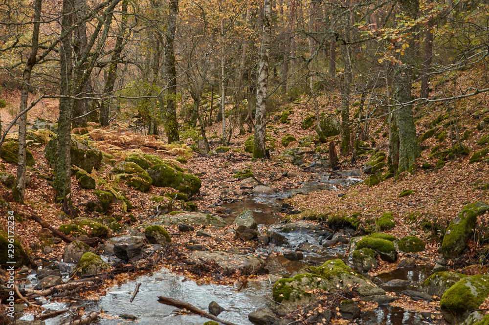 Cae el otoño en el arroyo del Sestil del Maíllo en el Parque Nacional de Guadarrama. Comunidad de Madrid. España Cae el otoño en el arroyo del Sestil del Maíllo en el Parque Nacional de Guadarrama. Comunidad de Madrid. España