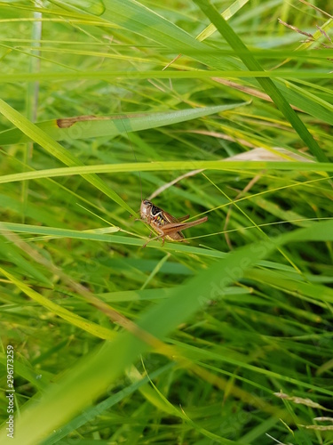 green bug on leaf