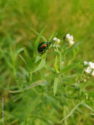 ladybug on flower