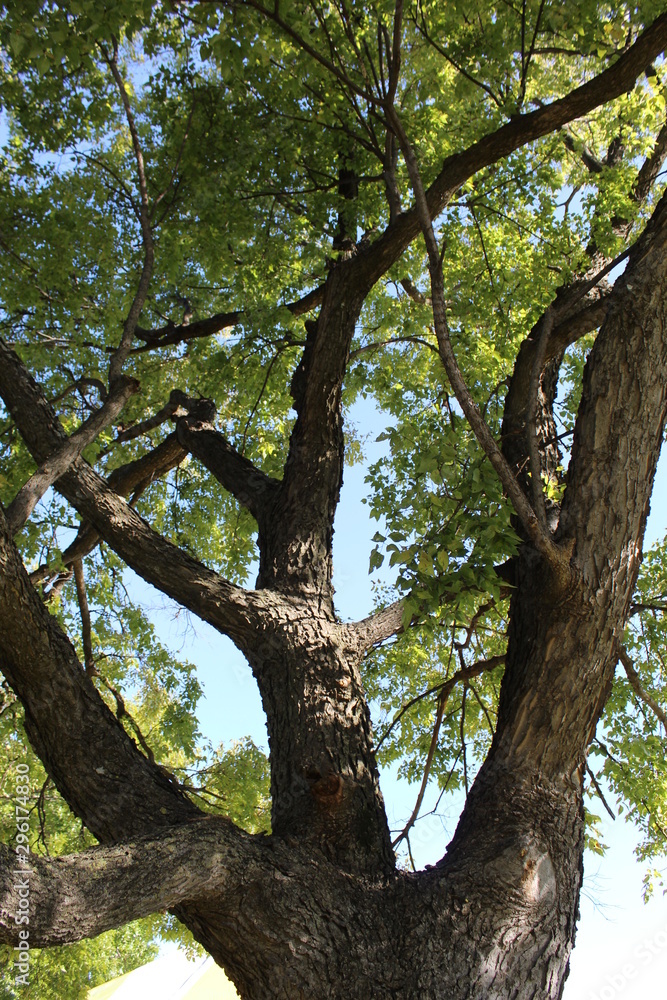 Tree Tree