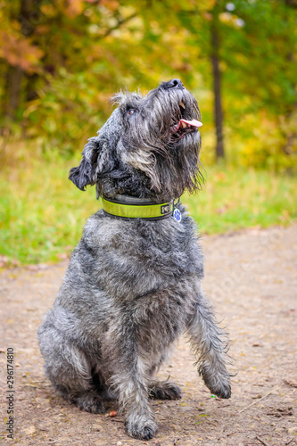 Miniature schnauzer dog for a walk in the autumn park. Dog with a haircut for a walk. . Dog on a walk.
