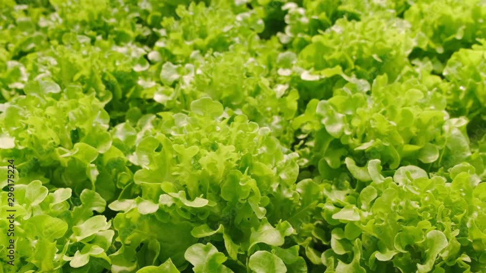4k slow handheld green house vegetable growing in a hydroponic farm freshness and greenery healthy food 4k slow handheld green house vegetable growing in a hydroponic farm freshness and greenery healthy food