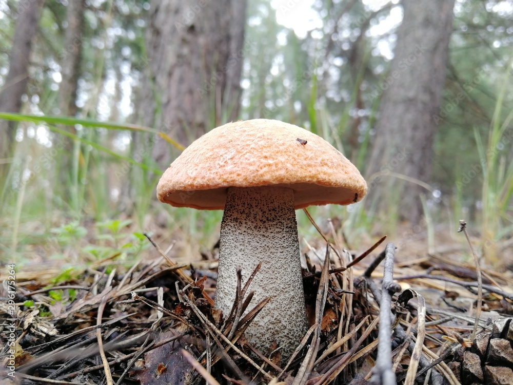 Beautiful mushroom in wild forest Beautiful mushroom in wild forest