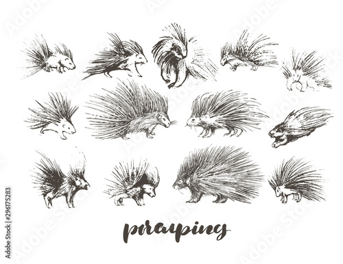 Set of hand drawn porcupines