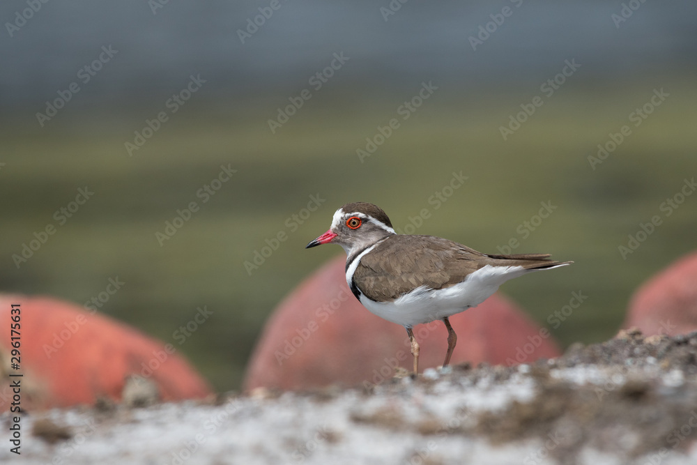 Three banded plover on with soft background Three banded plover on with soft background